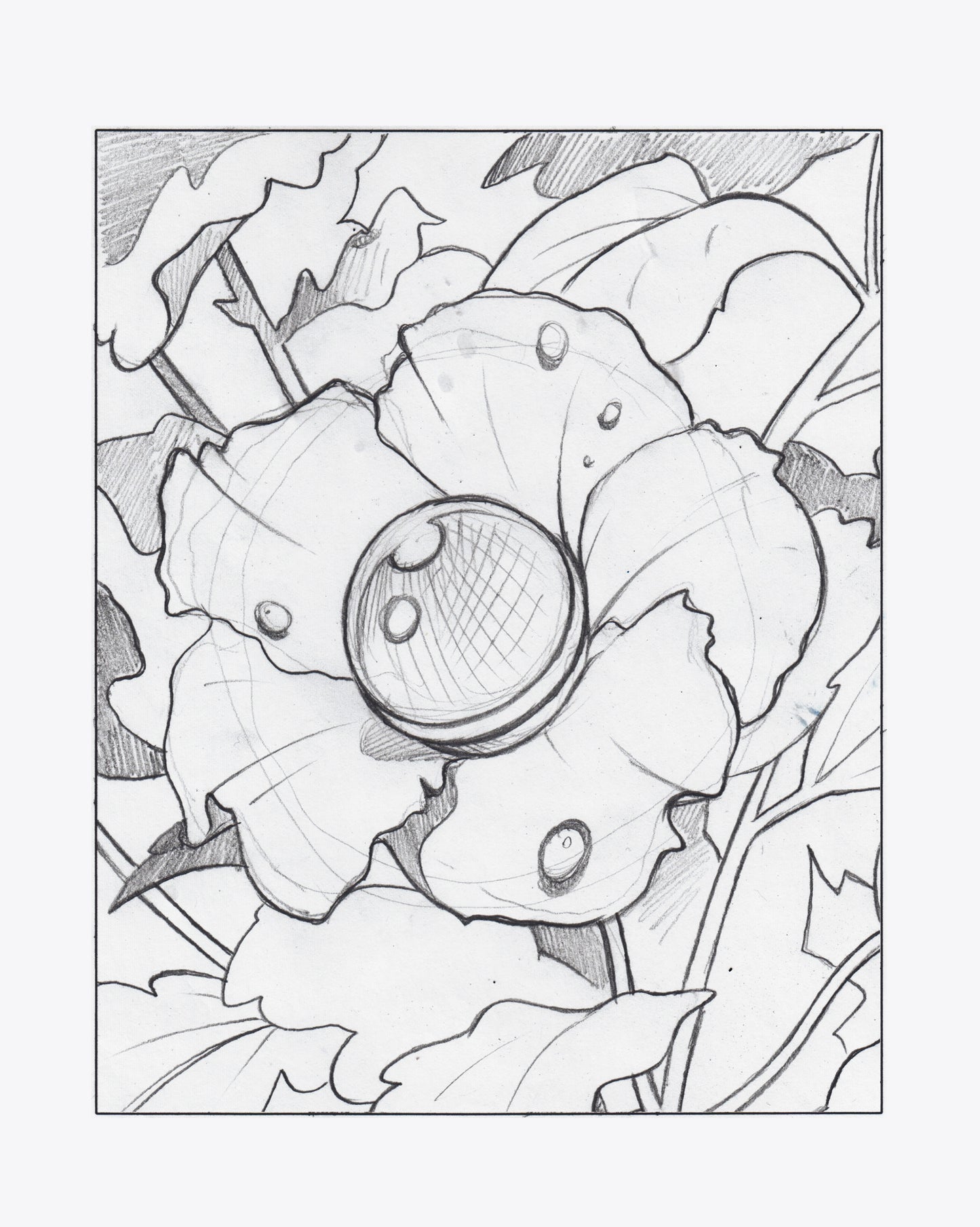 THE BOUQUET ORIGINAL DRAWINGS